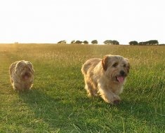 Descrierea rasei de câini norfold terrier standard, îngrijire, natura și fotografii ale animalelor de companie