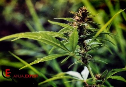 Determinarea sexului unei plante de canabis cu o pungă de hârtie este vorba despre canabis și marijuana pe t