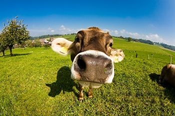 Agricultura ecologică - filozofia tratării umane a animalelor - agroxi