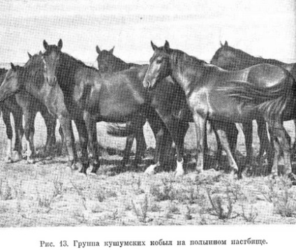 Szervezése a használata legelők (legelők) Szervezése használata legelők