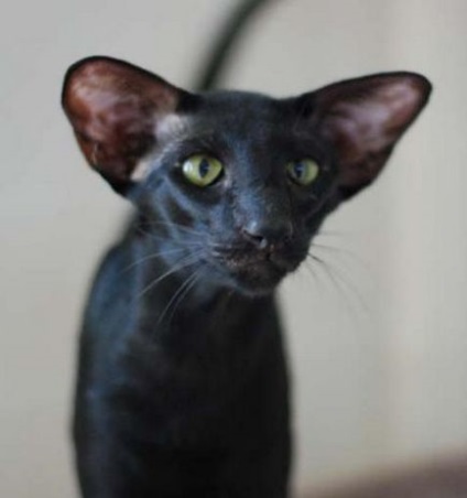 Ориентальная короткошерста або oriental shorthair - донський сфінкс Крисік