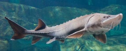 Sturgeon specii de pești, habitat, reproducere