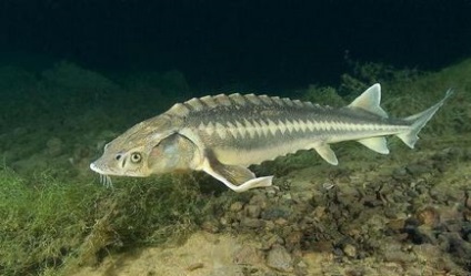 Sturgeon specii de pești, habitat, reproducere