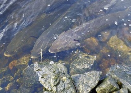 Sturgeon specii de pești, habitat, reproducere