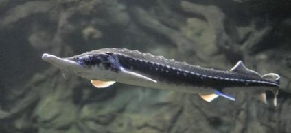 Sturgeon specii de pești, habitat, reproducere