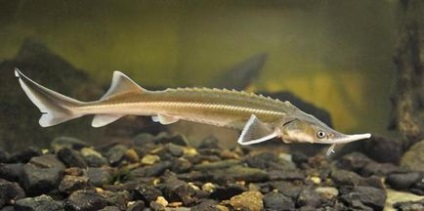 Sturgeon specii de pești, habitat, reproducere