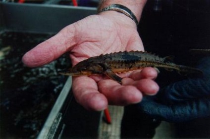 Sturgeon specii de pești, habitat, reproducere