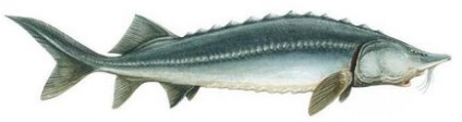 Sturgeon specii de pești, habitat, reproducere