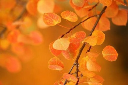 Осика восени - неймовірна краса і буйство фарб