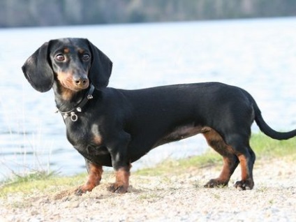 Caracteristicile principale ale dachshund-ului cu părul neted