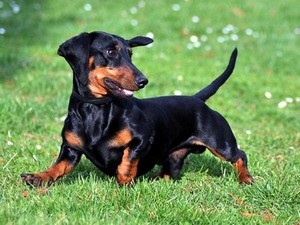 Caracteristicile principale ale dachshund-ului cu părul neted