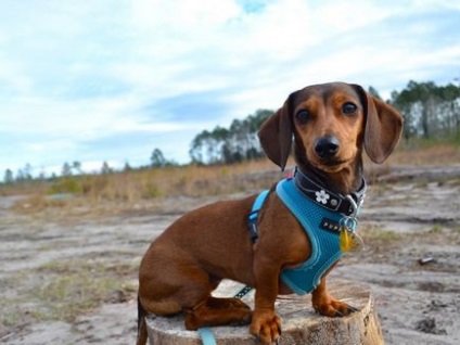 Caracteristicile principale ale dachshund-ului cu părul neted