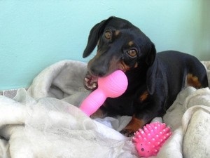 Caracteristicile principale ale dachshund-ului cu părul neted