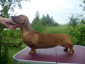 Caracteristicile principale ale dachshund-ului cu părul neted