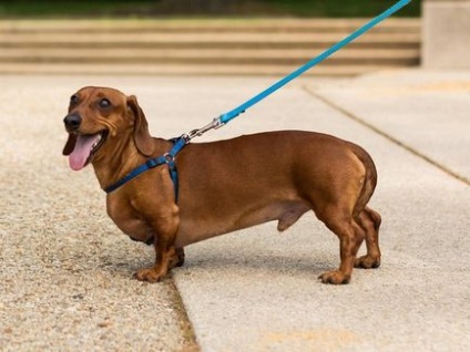 Caracteristicile principale ale dachshund-ului cu părul neted