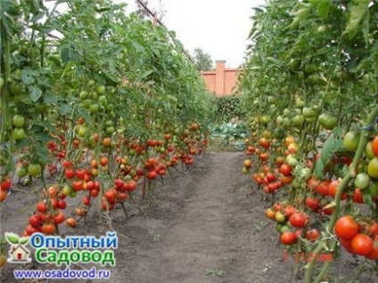 Особливості вирощування томатів у відкритому грунті, osadovod - все про садe, городі і дизайні