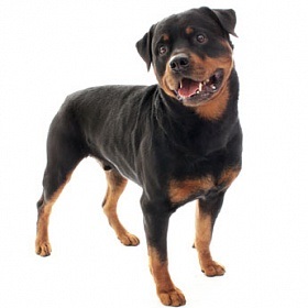 Caracteristicile caracterului câinilor din rasa Rottweiler