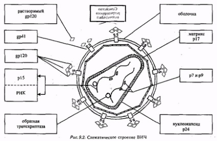 Relația dintre societate și persoanele infectate cu virusul imunodeficienței umane (HIV)