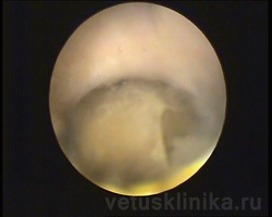 Otoscopia - metoda diagnosticului endoscopic