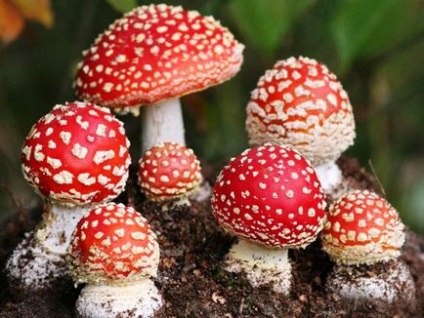 Otrăviți cu zbura agaric cum să vă ajute