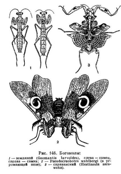Grupul de mantis de rugăciune (mantoptera sau mantodea) este