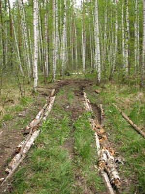 Lacul Kryachek - o excursie prin pădurile din Barysh - pescuit în Ulyanovsk