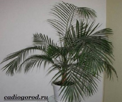 Palm acasă