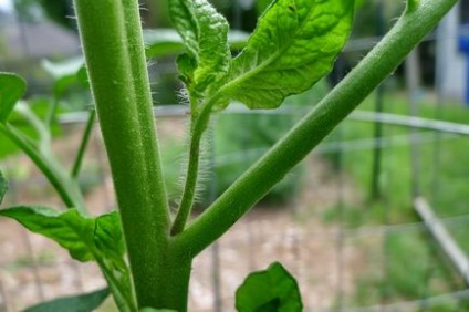 Pas cu pas pentru roșii trebuie întotdeauna să cultivați sfaturi și fotografii