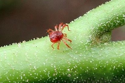 Spider acarian pe plante de interior, cum să lupte, magazin blog