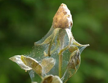 Spider acarian pe plante de interior, cum să lupte, magazin blog