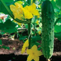 Albine de albine poluate de gavrish de castravete