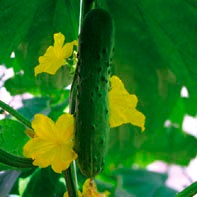 Albine de albine poluate de gavrish de castravete