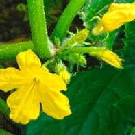 Albine de albine poluate de gavrish de castravete