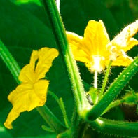 Albine de albine poluate de gavrish de castravete