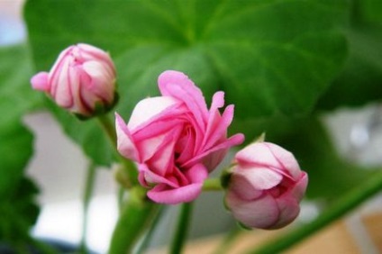 Zonal Pelargonium haza