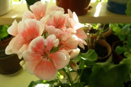 Pelargonium zonal la domiciliu