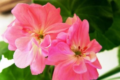 Pelargonium zonal la domiciliu