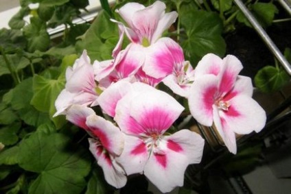 Pelargonium zonal la domiciliu