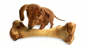Înainte de a cumpăra un câine, site-ul dachshund