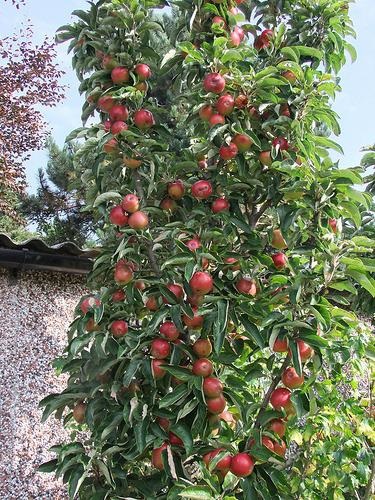Pereprivivki és oltás almafák tavasszal