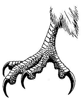 Raptors (szerző (kedveznek kiirtását ártalmas) Raptors (szerző