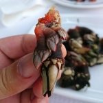 Персебеш (percebes) або морські качечки - Португалія, Лісабон