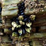 Персебеш (percebes) або морські качечки - Португалія, Лісабон