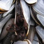 Персебеш (percebes) або морські качечки - Португалія, Лісабон