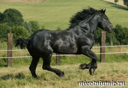 Percheron cal