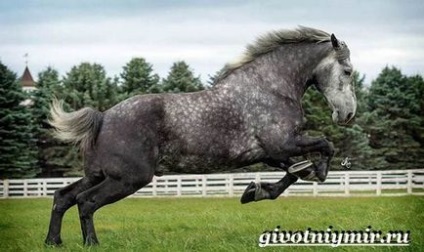 Percheron cal