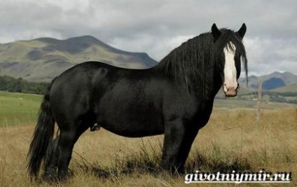 Percheron cal