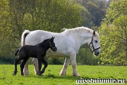 Percheron cal