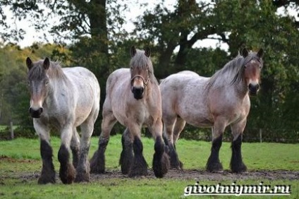 Percheron cal