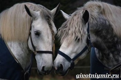 Percheron cal